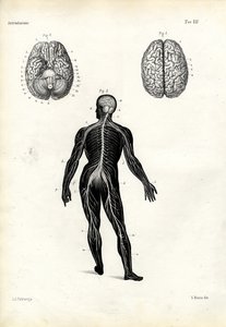 Cervello, 1863-79